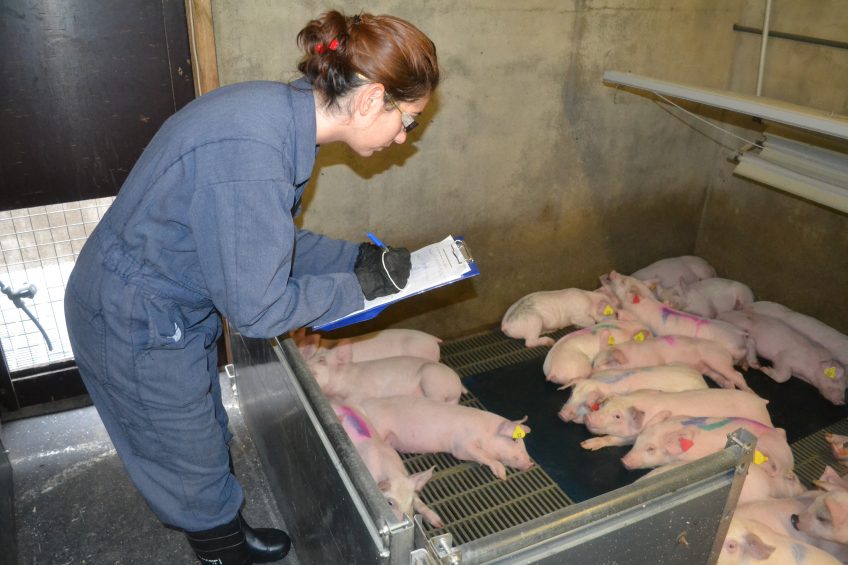 A Teagasc researcher taking notes on the movements of tagged pigs within a commercial farm. Photo: Edgar Garcia Manzanilla