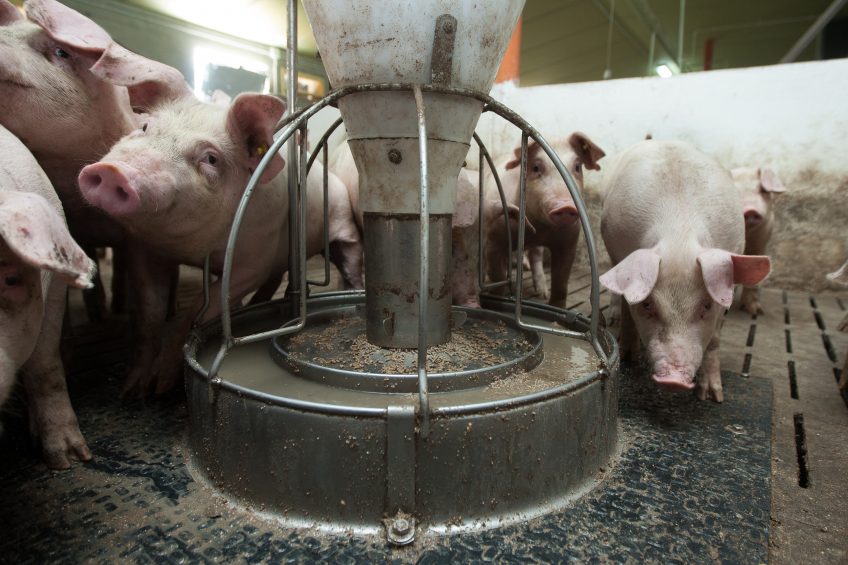 Healthy weaned pigs on a farm in Poland. Photo: Ronald Hissink