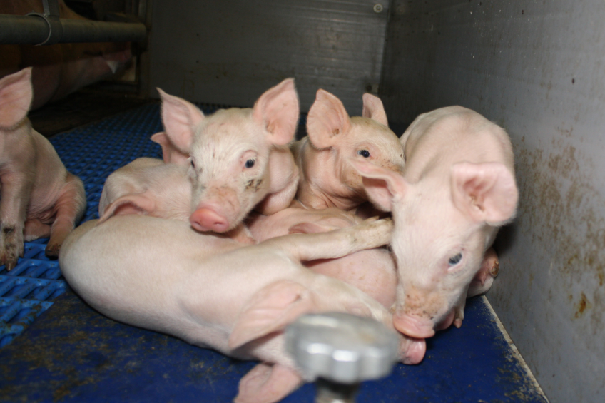 Mixing litters prior to weaning affects piglet behaviour