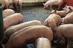MSU research: Curtail pig fighting on swine farms