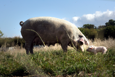 Vitamin D is also called 'sunshine vitamin' - beneficial for sows and piglets alike.