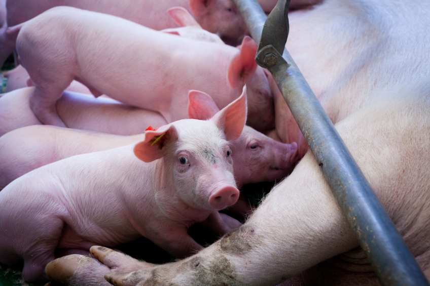 Selecting for pigs with healthy intestinal flora