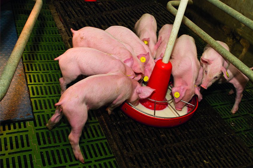 Piglets enjoying a milk replacer of dairy origin. Photo: Schils BV