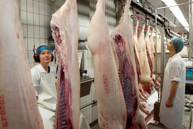Using meat inspection data for better pig welfare. Photo: Ronald Hissink