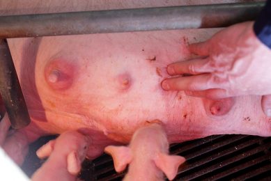 Udder oedema in sows. Photo: Hans Prinsen