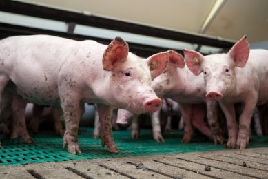 Autogenous vaccination to control EE in weaner pigs. Photo: Ronald Hissink