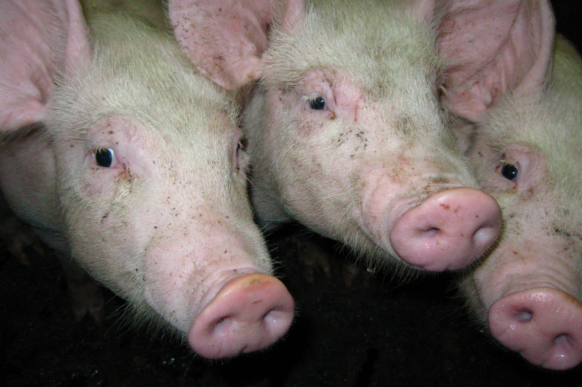 Chinese pig farms suffering from extreme weather