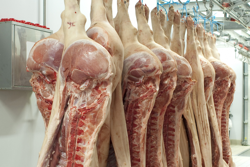 Agro-Belogorye increases pork division efficiency