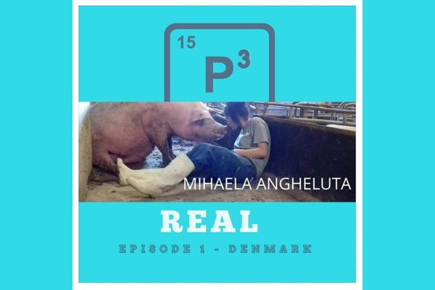 Podcast: Working on a 500+ sow farm in Denmark