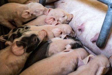Proper sow feeding makes a difference for piglet performance. - Photo: Ronald Hissink