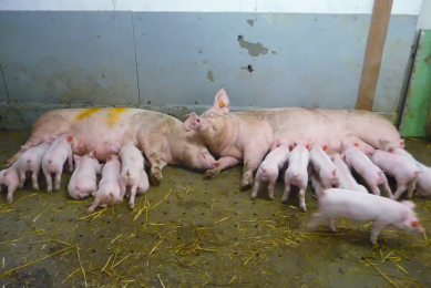 Sows and piglets lying together in a mult-litter system. [Photo: Sofie van Nieuwamerongen]