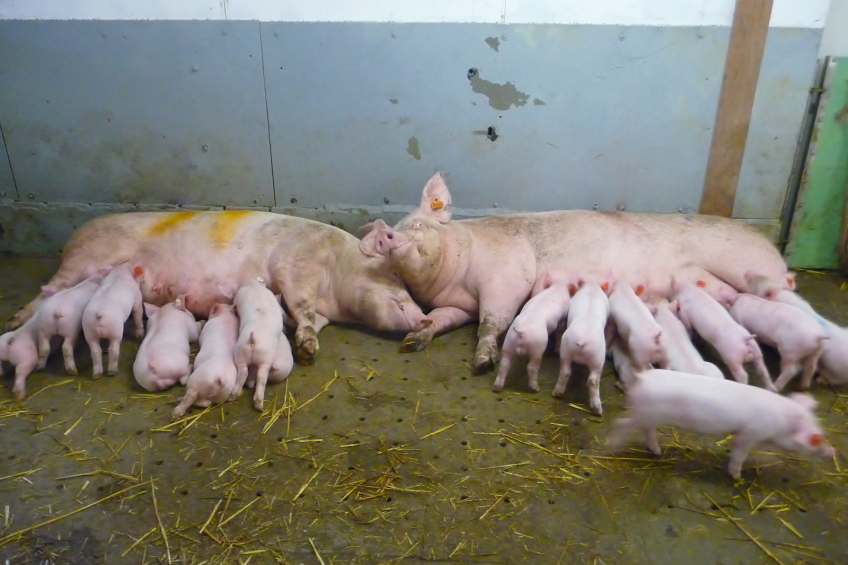 Sows and piglets lying together in a mult-litter system. [Photo: Sofie van Nieuwamerongen]