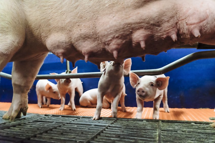 These piglets enjoy a spotless clean pen   daily practice is often more challenging for young piglets. Photo: EW Nutrition