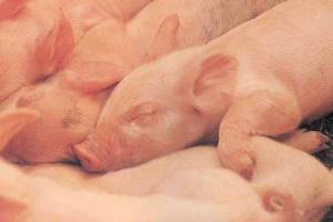 Early indicators of iron deficiency in large piglets
