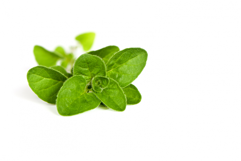 Compounds in oregano can help inhibit the motility of Campylobacter jejuni.