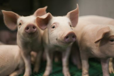 Reducing antibiotic use in young animals. Photo: Thomas Priskorn