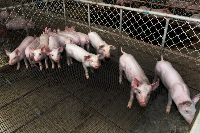 Snapshot of a pig farm in China. Photo: Henk Riswick