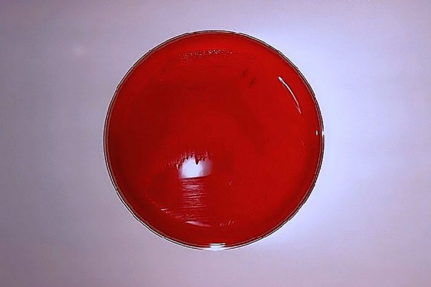 A Brucella suis culture in a petri dish. Photo: CDC/ Dr W.A. Clark/ Wikipedia