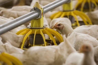 Optimising nutrient absorption in broiler diets. Photo: Ronald Hissink