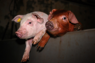 Russia developing pig production in Far East