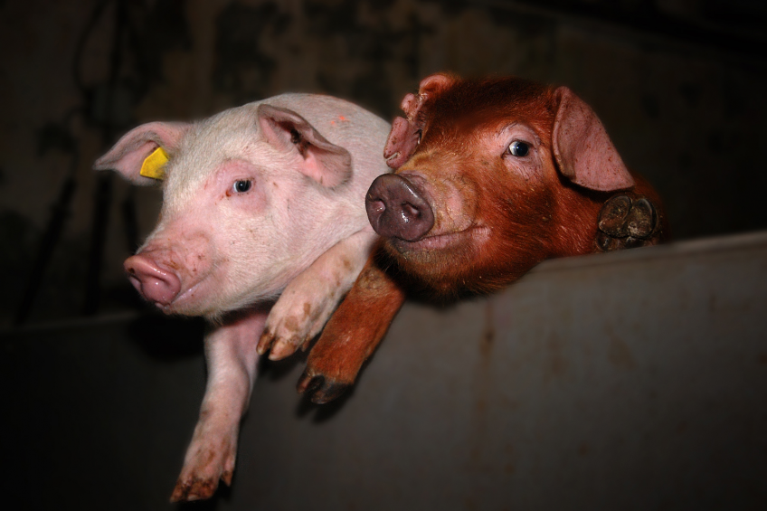 Russia developing pig production in Far East