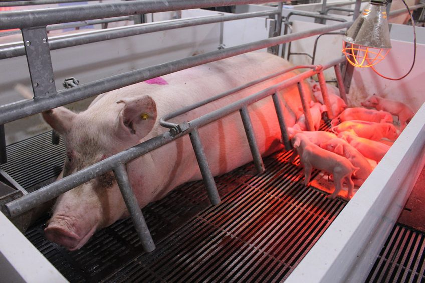 A sow and her piglets on a newly built farm in Russia. - Photo: Vincent ter Beek