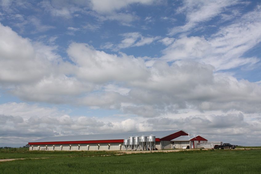 A pig farm in Alberta, Canada. Photo: Vincent ter Beek