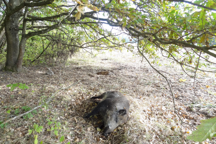 Baltic States continue to struggle with ASF. Photo: Iwona Markowska-Daniel