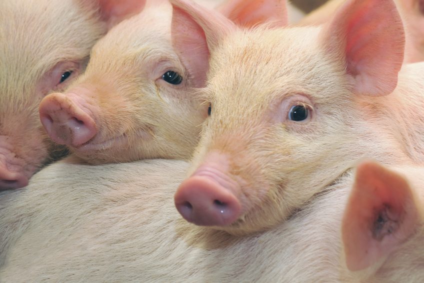 The fastest growing or heaviest pigs at weaning may still become borderline anaemic.