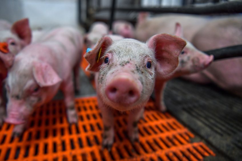 Transmissible Gastroenteritis can kill up to 100% of young pigs. The pigs in this image were not related to the research. Photo: Bert Jansen