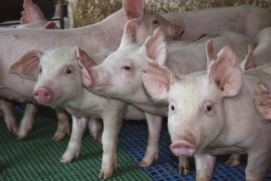 Boosting pig productivity with bacillus based probiotics. Photo: Chr. Hansen