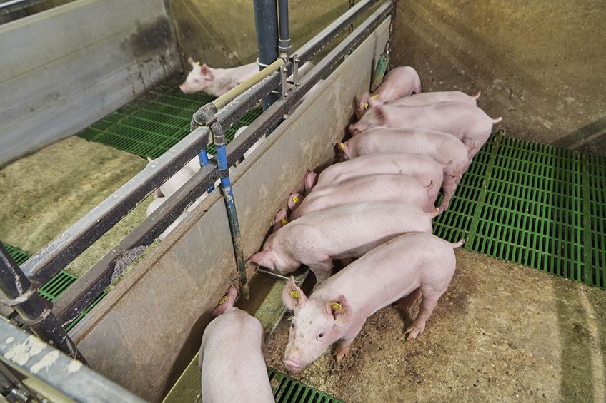 It is important to take care for optimal climate conditions in the weaner pig house. Photo: Van Assendelft Fotografie