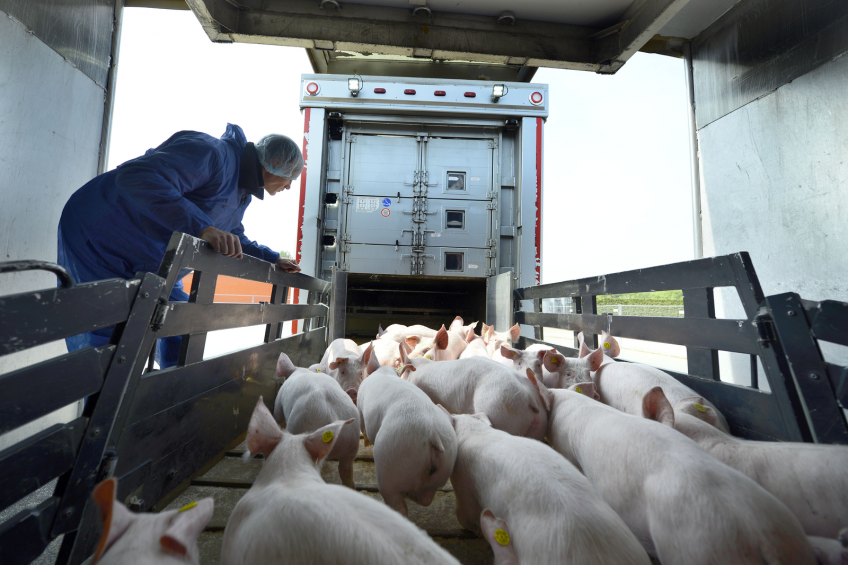European pig market moving in varying directions
