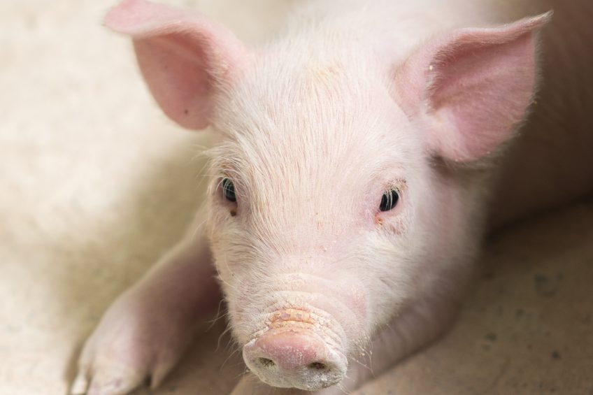 Is there a universal definition of gut health in pigs? Photo: Agnormark