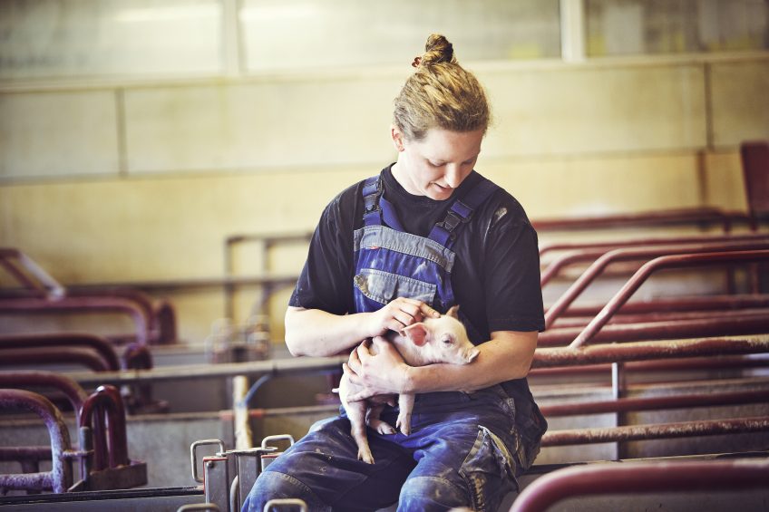 Management, animal hygiene and a piglet s environment are just as important as the feed. Photo: Agrokorn