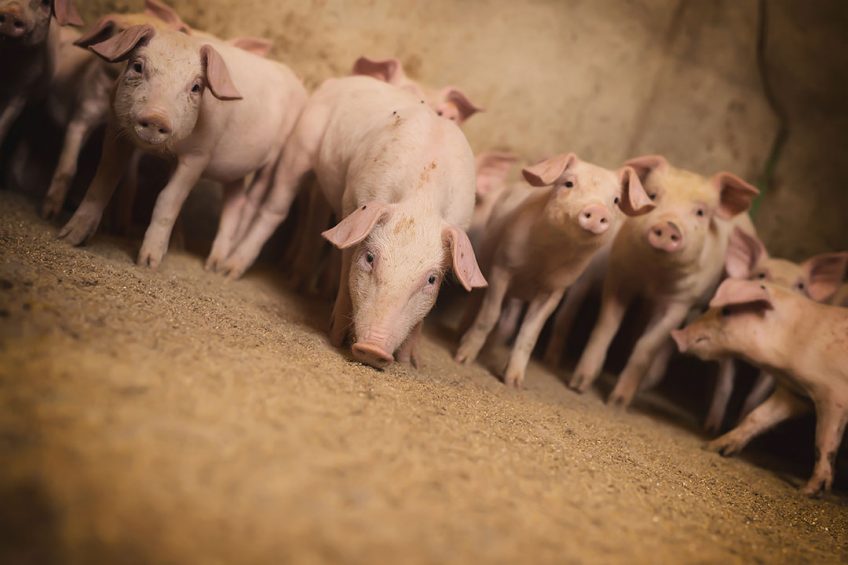 At weaning, piglets are facing multi-factorial stresses and challenges in a short time. - Photo: Wisium/ Shutterstock