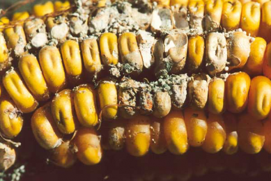 Experts gather to discuss mycotoxin challenge