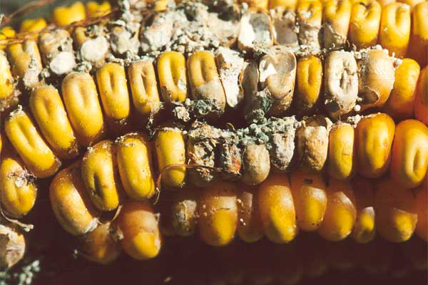 Experts gather to discuss mycotoxin challenge