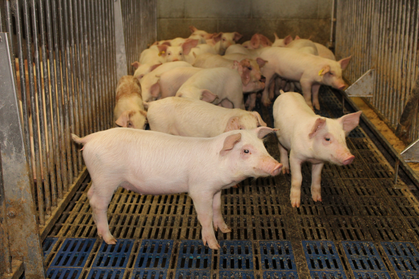 Cromolyn helps post-weaning piglet performanc