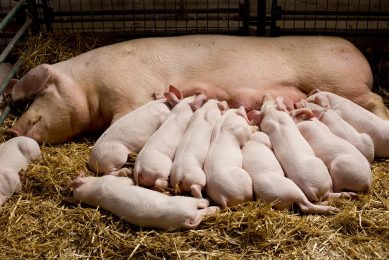 Preventing excessive oxidative stress in sows. Photo: Shutterstock