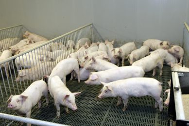 Russia approves new soft loans for pig industry. Photo: Henk Riswick