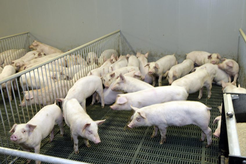 Russia approves new soft loans for pig industry. Photo: Henk Riswick