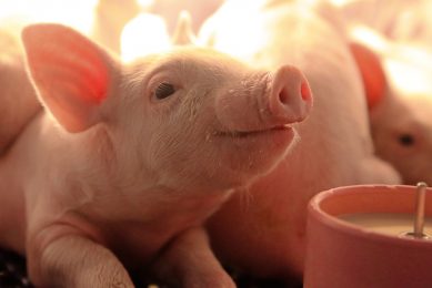 The gut of young piglets is constantly maturing. Photo: Alltech/Roy Strutt Photography