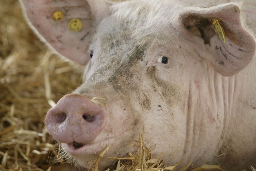 A sow in group housing in a farm in the Netherlands. Photo: Henk Riswick