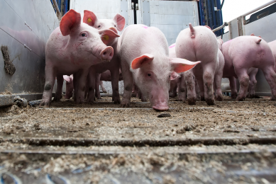 Neonatal pigs often vitamin E deficient