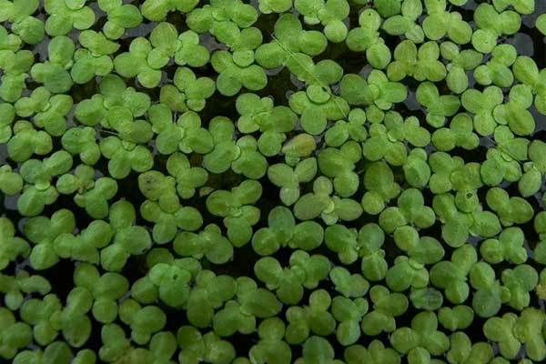 Duckweed