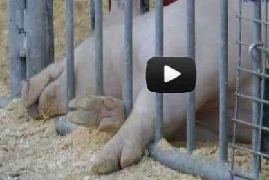World Pork Expo video review