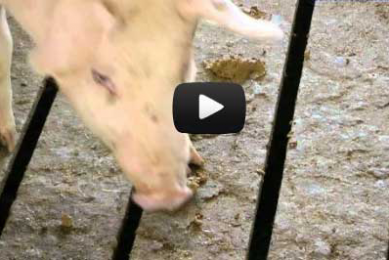A pig farm that doesn’t smell – is it possible?