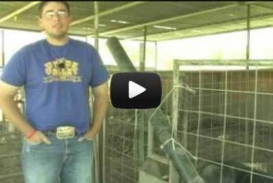 Showing FFA Pigs for Auction : Show Pig Health Issues