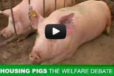 Pig Housing in Australia – a balanced view
